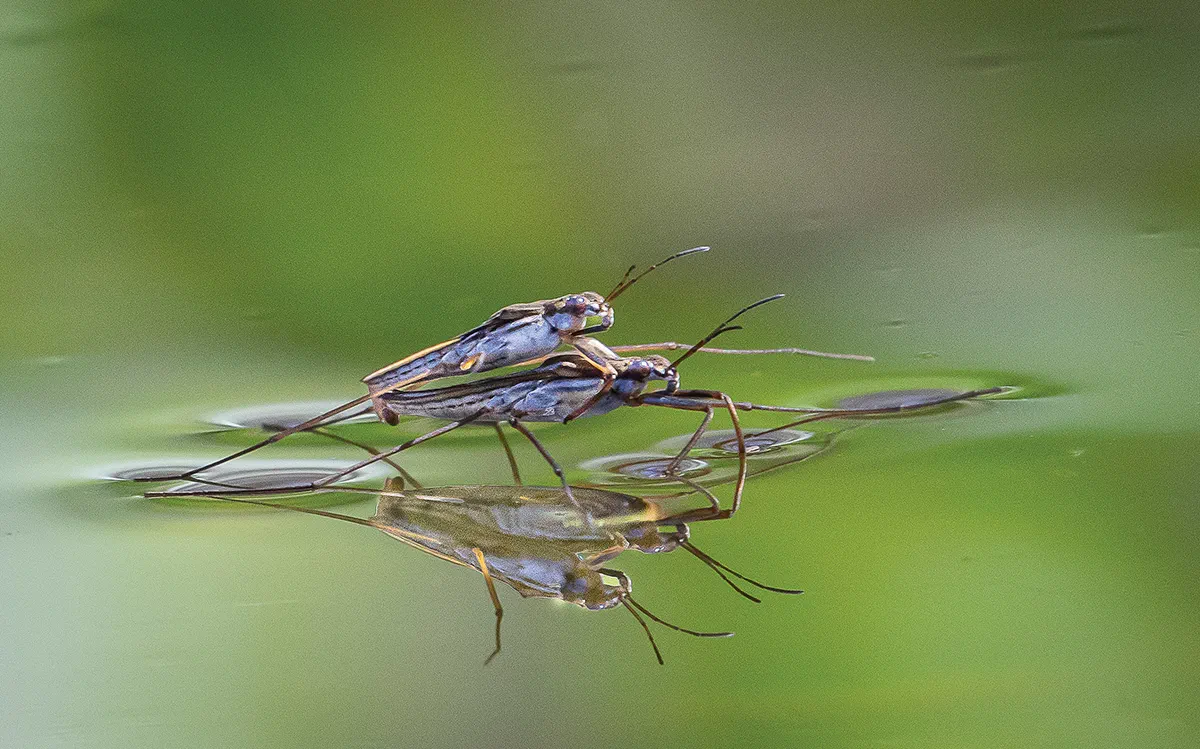 Insects Walking on Water.webp