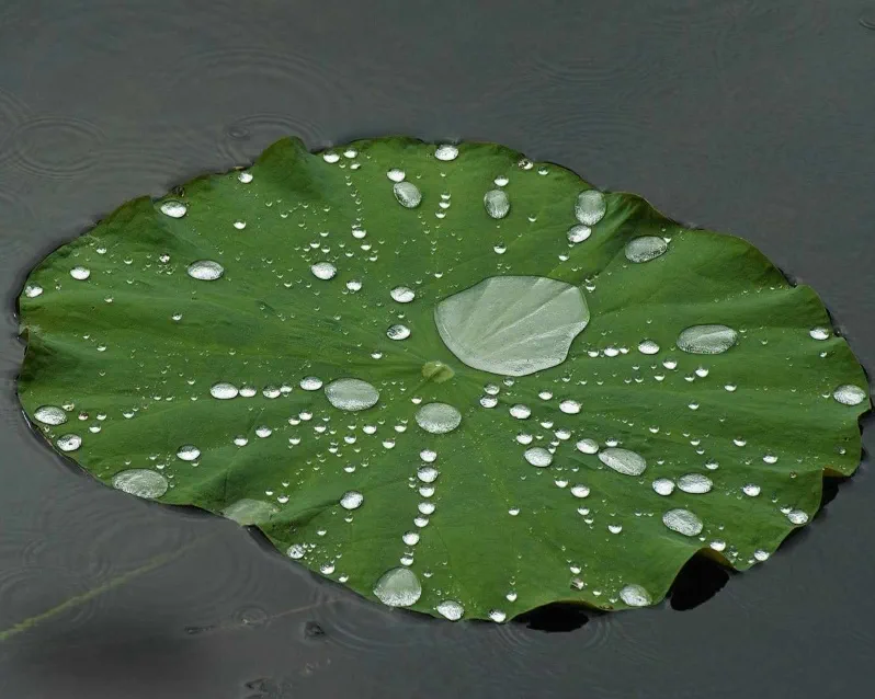 The Lotus Effect